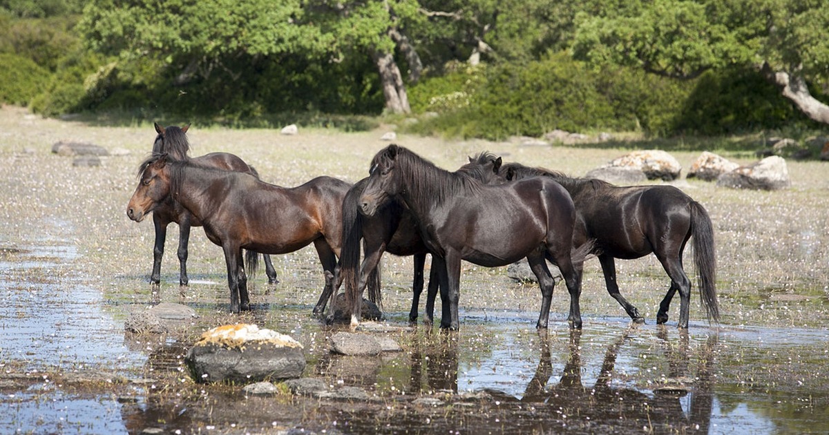 Cavallini della Giara: gli Ultimi Spiriti Liberi della Sardegna