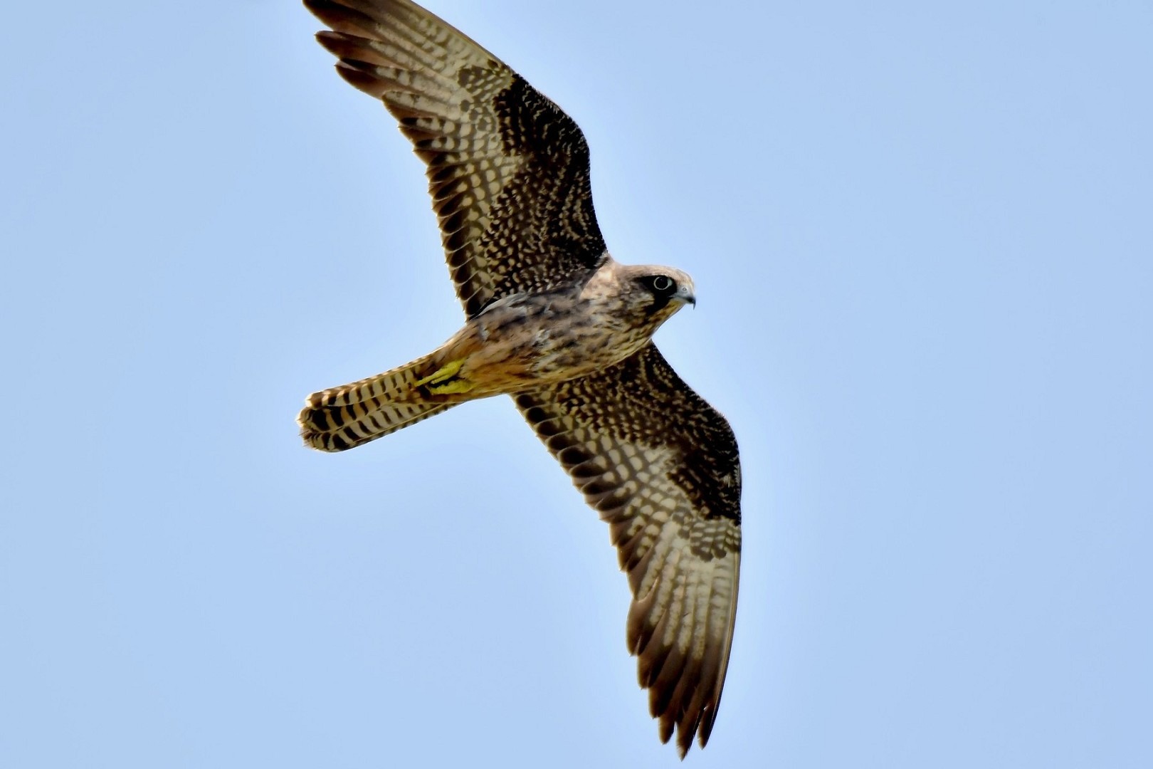 Birdwatching in Barbagia: Il Risveglio della Fauna nel Parco del Gennargentu