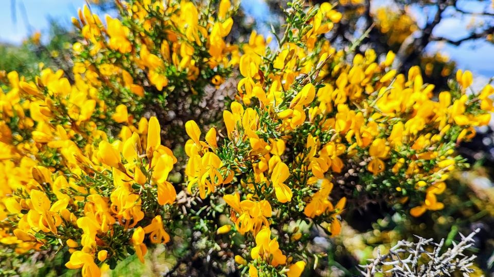 La Sardegna rosa: alla scoperta dei ciclamini selvatici e delle orchidee spontanee