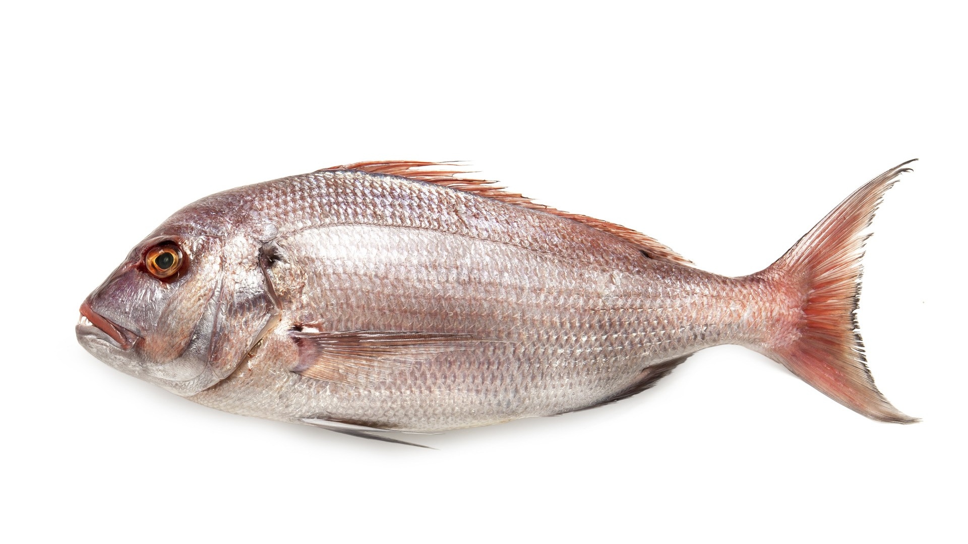 Pesca da scoglio ad aprile: il suvaru (dentice) e la ricetta della cassola