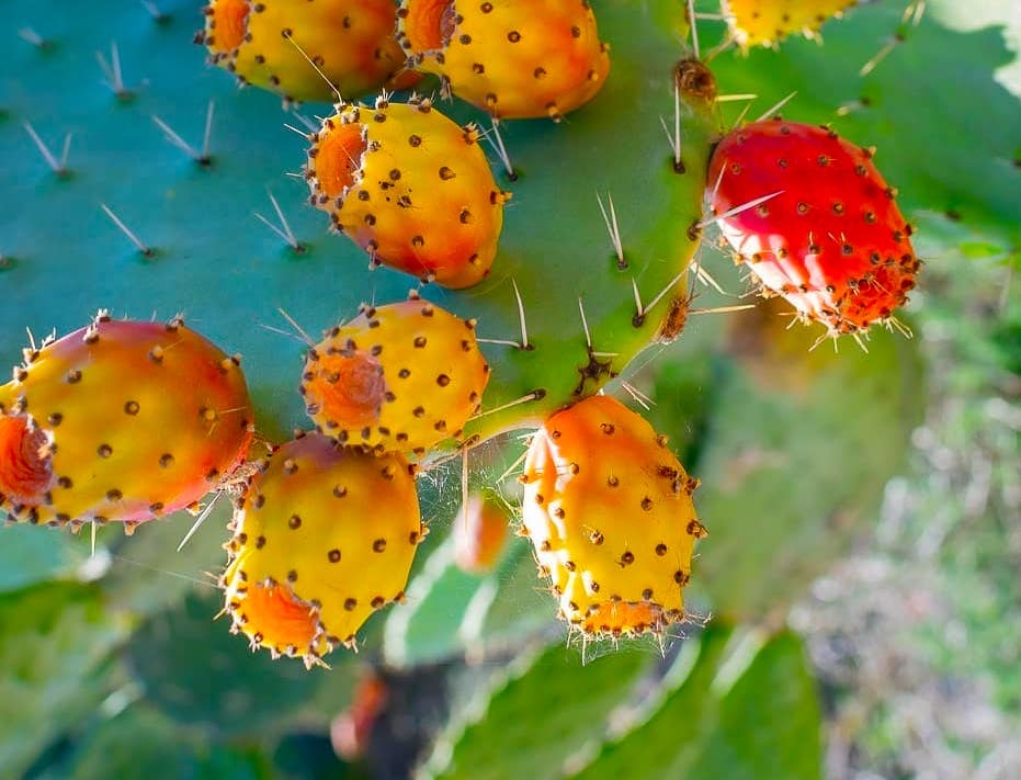 Cosa gustare di fresco e tipico in Sardegna in estate