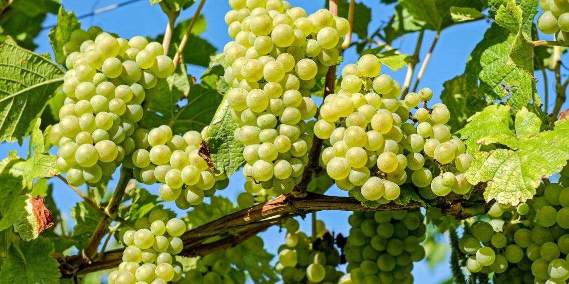 La vendemmia: un rito antico tra tradizione e sapori
